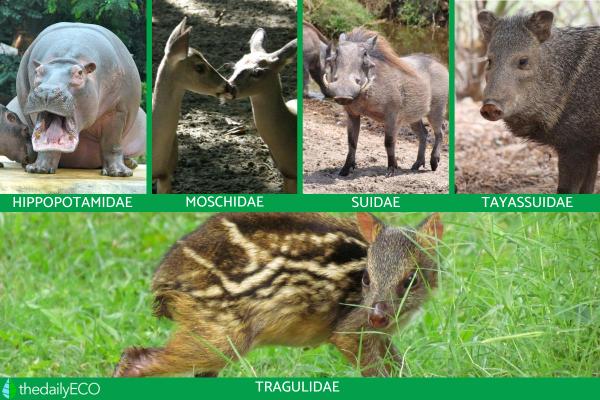 What Are Even-Toed Ungulates? -