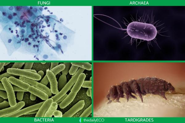 What Are Extremophiles in Biology? - What are extremophile organisms in biology?