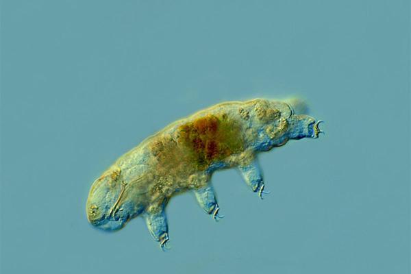 What Are Extremophiles in Biology?