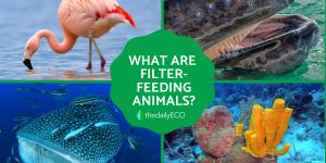 What Are Filter Feeding Animals?