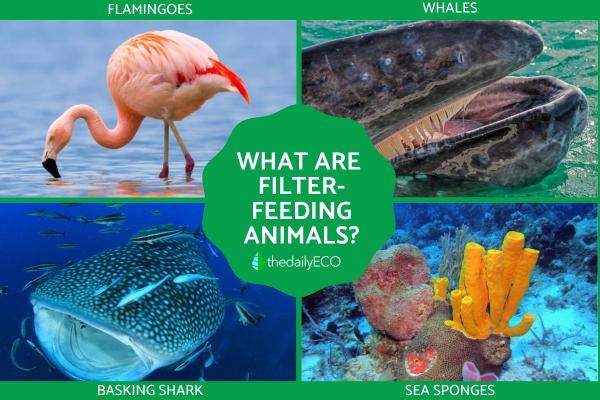What Are Filter Feeding Animals?