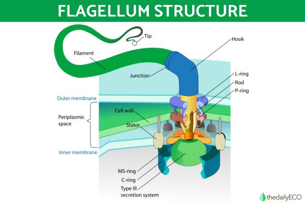 Cilia vs. Flagella Differences in Function and Structure - What are flagella?