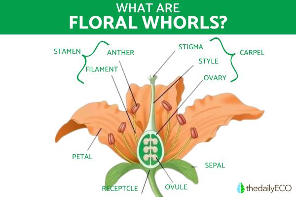 What Is a Whorl in Biology? - What are floral whorls and their components?