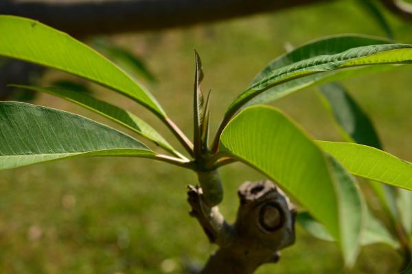 What Is a Whorl in Biology? - What are flower and leaf whorls?