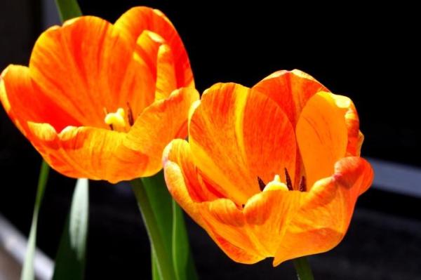 What Are Tepals in a Flower? - What are flower tepals?