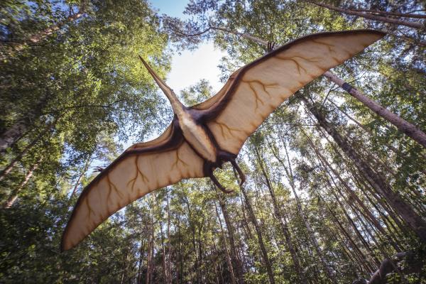 Were There Flying Dinosaurs? - What are flying dinosaurs?
