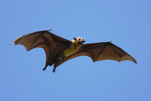 What Is a Flying Mammal? - Types and Examples - What are flying mammals?