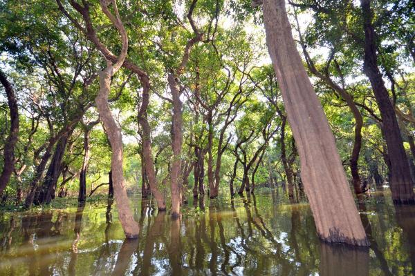 What Is a Swamp Forest? - What are freshwater swamp forests?
