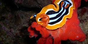 What Are Gastropods in Biology?