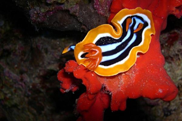 What Are Gastropods in Biology?