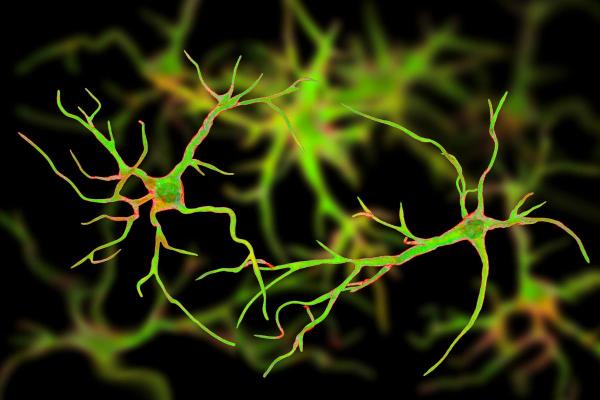 What Are Glial Cells and Their Function? - What are glial cells?