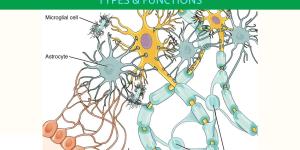 What Are Glial Cells and Their Function?