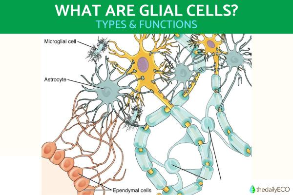 What Are Glial Cells and Their Function?