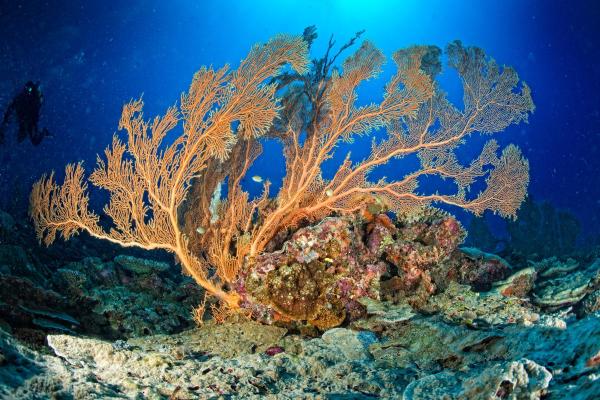 Gorgonian Coral - Characteristics, Habitat and Diet - What are gorgonian corals?