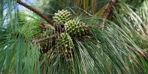 What Are Gymnosperm Plants?