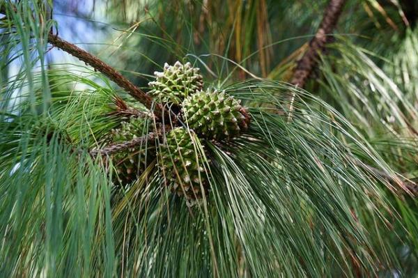 What Are Gymnosperm Plants?