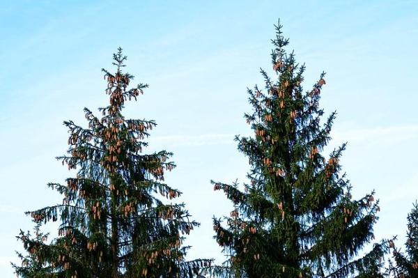 What Are Gymnosperm Plants? - What are gymnosperms?