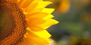 What Are Herbaceous Plants?