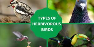 What Are Herbivorous Birds? Types and Classification