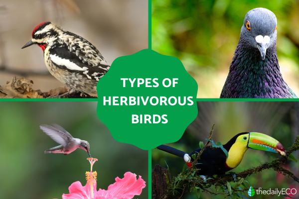 What Are Herbivorous Birds? Types and Classification