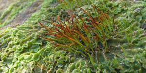 What Are Hornwort Plants? - Definition and Characteristics