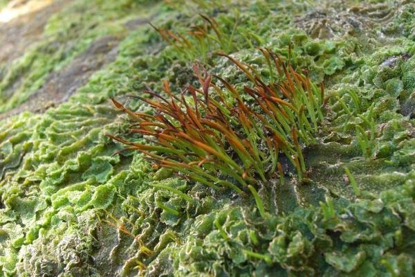 What Are Hornwort Plants? - Definition and Characteristics