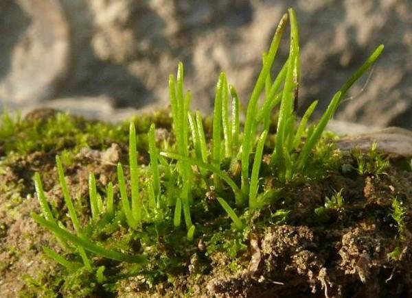 What Are Hornwort Plants? - Definition and Characteristics - What are hornworts?