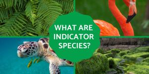 What Are Indicator Species?