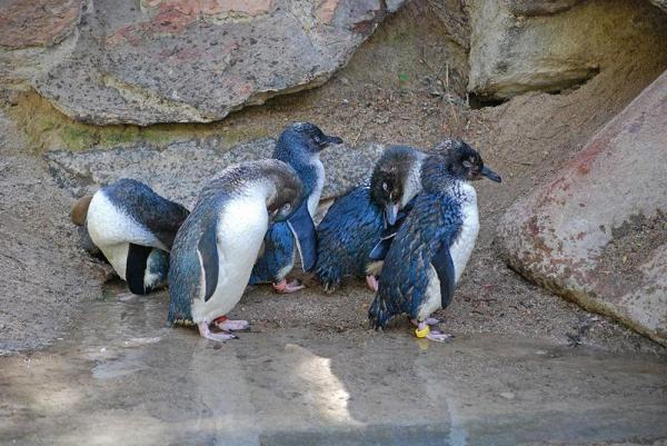 What Are Intraspecific Relationships? - What are intraspecific relationships?