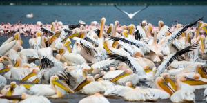 What Are Intraspecific Relationships?