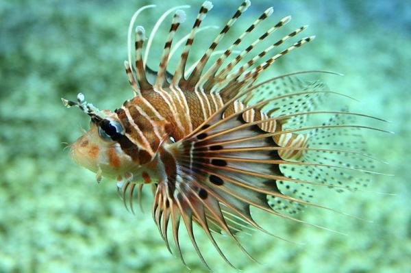 Why Are Invasive Species a Threat to Native Species? - What are invasive species?