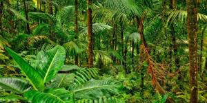 What Are Jungle Ecosystems?