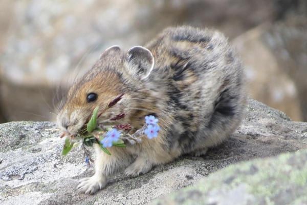 What Are Lagomorphs?