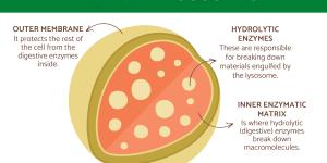 What Are Lysosomes? - Definition and Functions