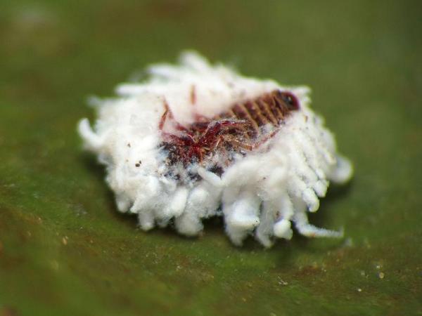 How to Elinante Mealybugs from Houseplants - What are mealybugs?