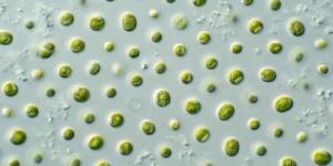 What Are Microalgae?