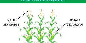 What Are Monoecious Plants?