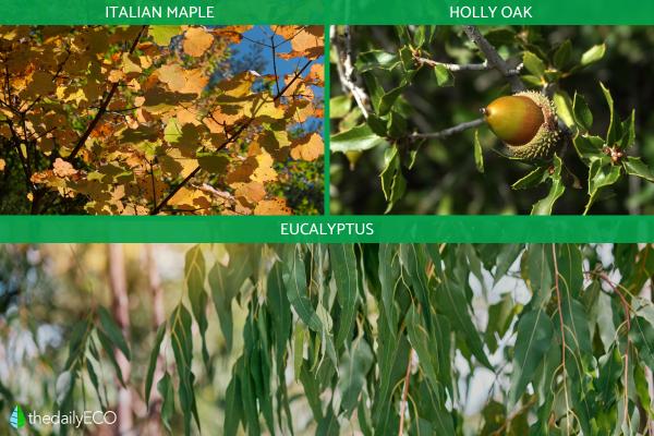 What Are Monoecious Plants? -