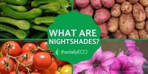 What Are Nightshades?