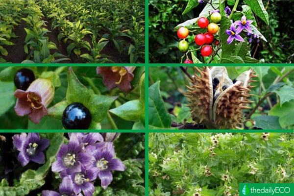 What Are Nightshades? -