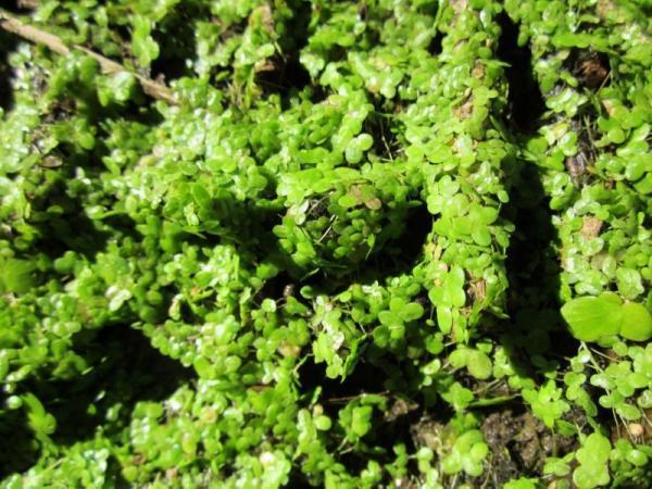 Difference Between Vascular Vs. Non-Vascular Plants - What are non-vascular plants?
