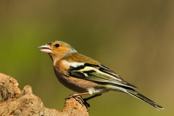What Are Passerine Birds? - Definition and Types - What are passerine birds?