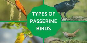 What Are Passerine Birds? - Definition and Types