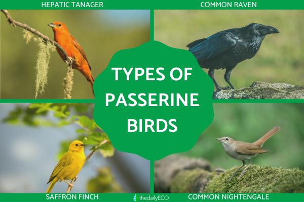 What Are Passerine Birds? - Definition and Types