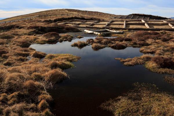 What Are Peatlands? - Types and Uses