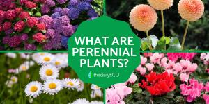 What Are Perennial Plants?