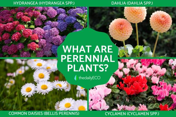 What Are Perennial Plants?