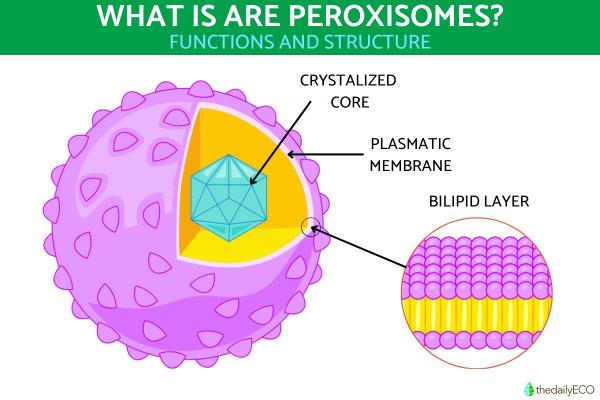 What Are Peroxisomes in Cells?