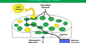 What Are Photosynthetic Pigments?