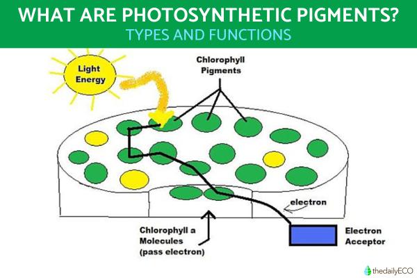 What Are Photosynthetic Pigments?